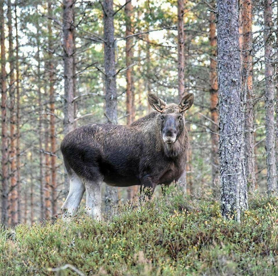 Hamra Stugby - Nature Adventures Hamra Bagian luar foto