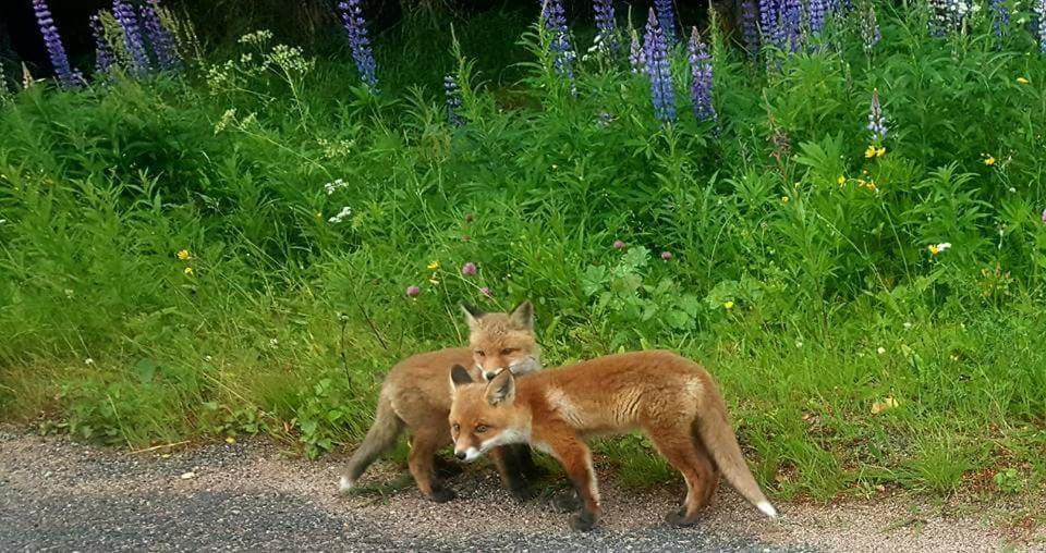 Hamra Stugby - Nature Adventures Hamra Villa Bagian luar foto